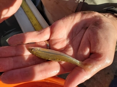 Phenacobius mirabilis