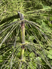 Equisetum telmateia