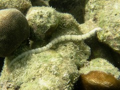 Corythoichthys haematopterus