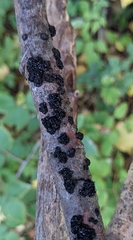 Exidia glandulosa