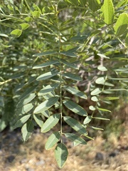 Gleditsia triacanthos