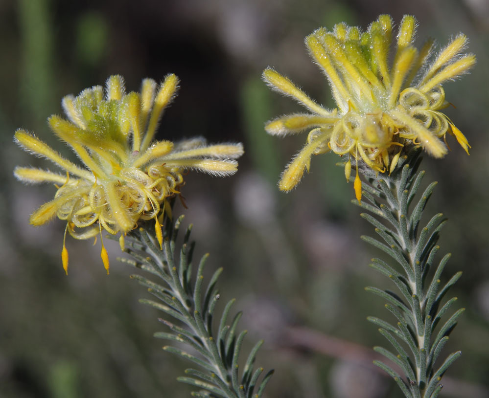 Petrophile wonganensis
