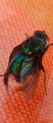 Calliphoridae