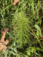 Equisetum telmateia