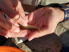 Phenacobius mirabilis