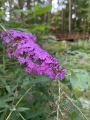 Buddleja davidii