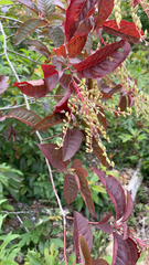 Oxydendrum arboreum