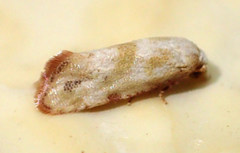 Platphalonidia plicana