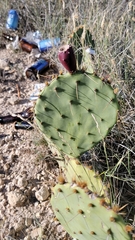 Opuntia lindheimeri