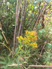 Solidago riddellii