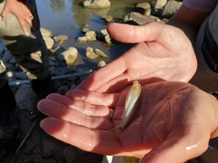 Phenacobius mirabilis