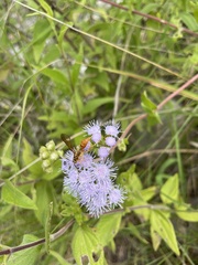 Ageratum corymbosum