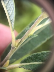 Salix humilis tristis
