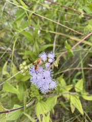 Ageratum corymbosum