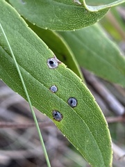 Asteromyia carbonifera