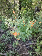 Sphaeralcea fendleri