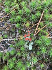 Cladonia cristatella