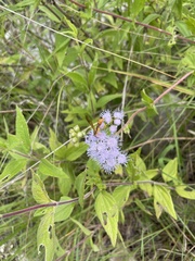 Ageratum corymbosum