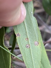 Asteromyia carbonifera