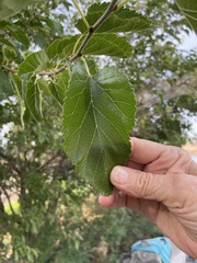 Betula occidentalis
