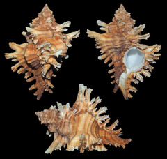 Chicoreus insularum