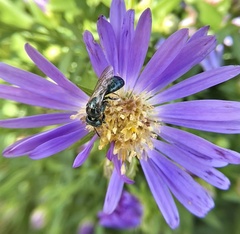 Zadontomerus