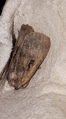 Xestia normanianus