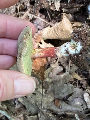 Xerocomellus chrysenteron