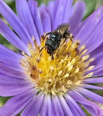 Zadontomerus