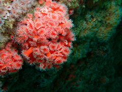 Corynactis californica