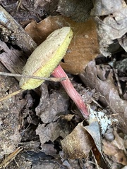 Xerocomellus chrysenteron