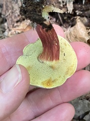 Xerocomellus chrysenteron