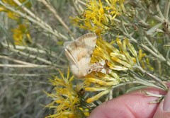 Heliothis