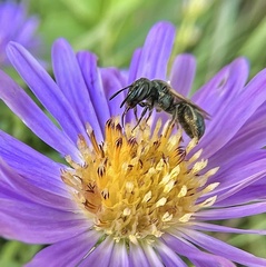 Zadontomerus