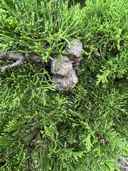 Cupressus macrocarpa