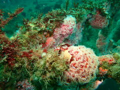 Corynactis californica