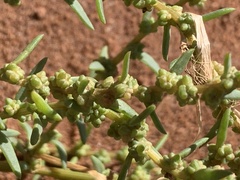 Suaeda maritima
