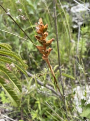 Dichromanthus aurantiacus