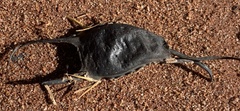 Leucoraja erinaceus