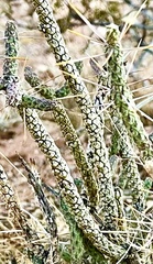 Cylindropuntia ramosissima