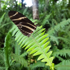 Heliconius charithonia vazquezae