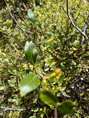 Salix planifolia
