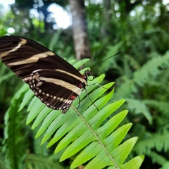 Heliconius charithonia vazquezae