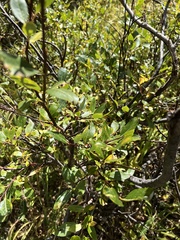 Salix planifolia
