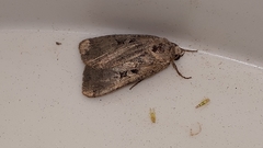 Xestia normanianus