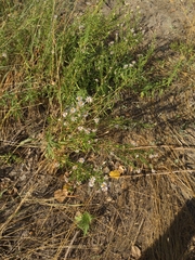 Symphyotrichum chilense