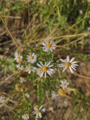 Symphyotrichum chilense