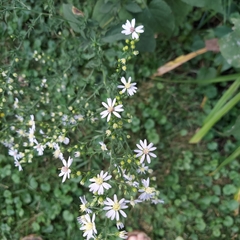 Symphyotrichum drummondii