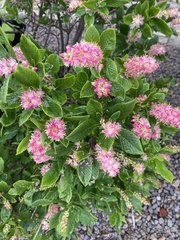 Clethra alnifolia