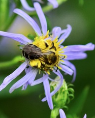 Andrena asteris
